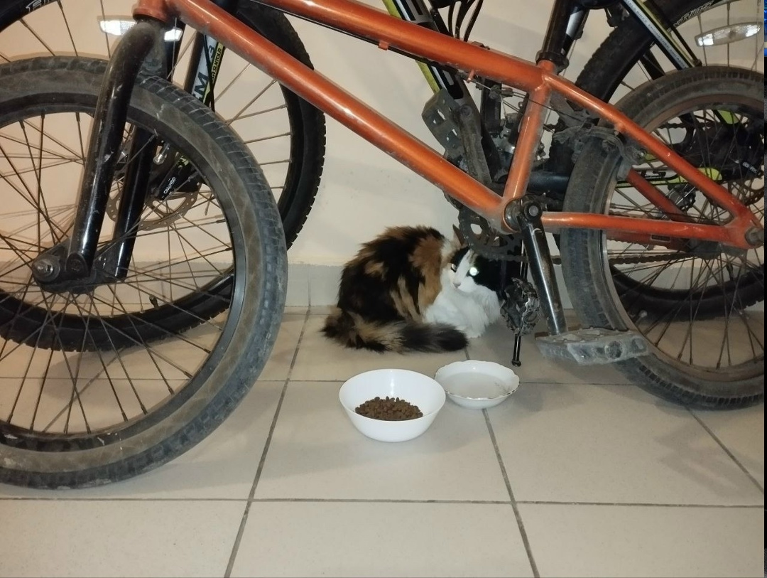 Найдена кошка в Долгопрудном — фото объявления