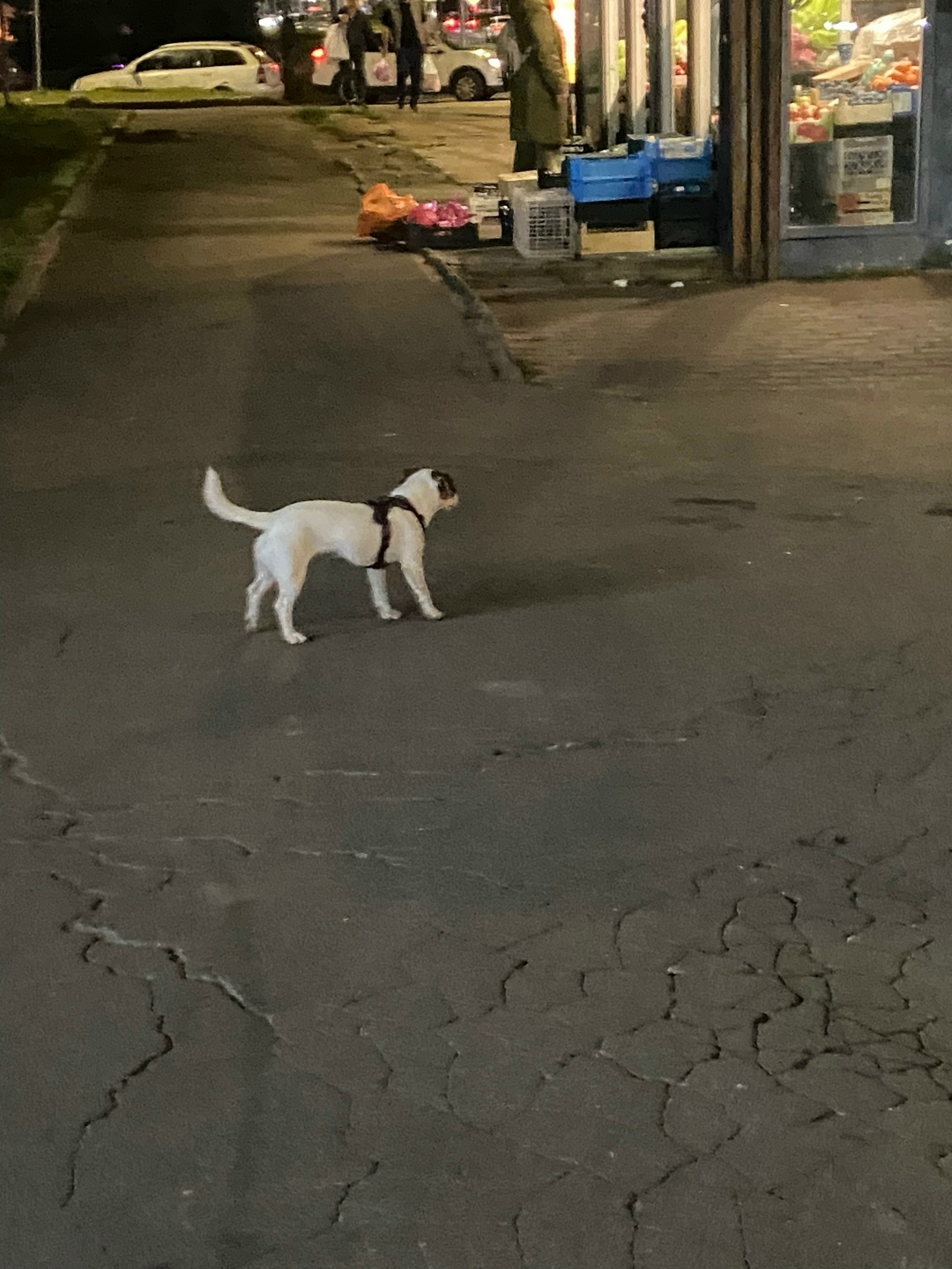 Пропала собака в Долгопрудном — фото объявления