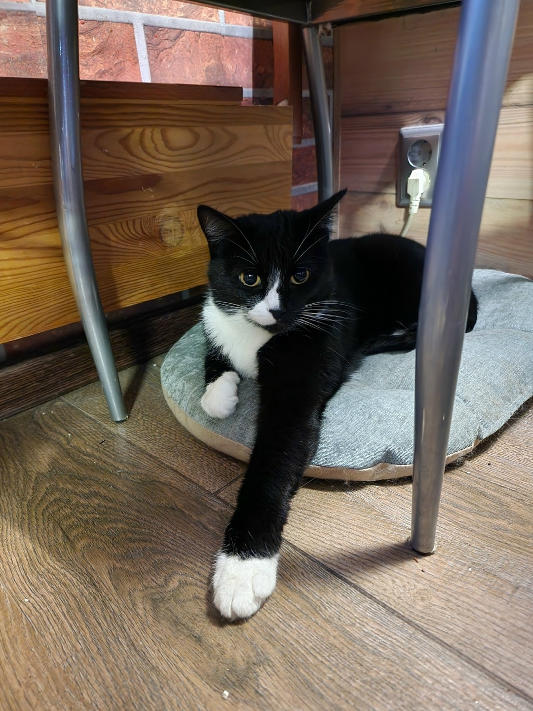 Пропала кошка в Долгопрудном — фото объявления