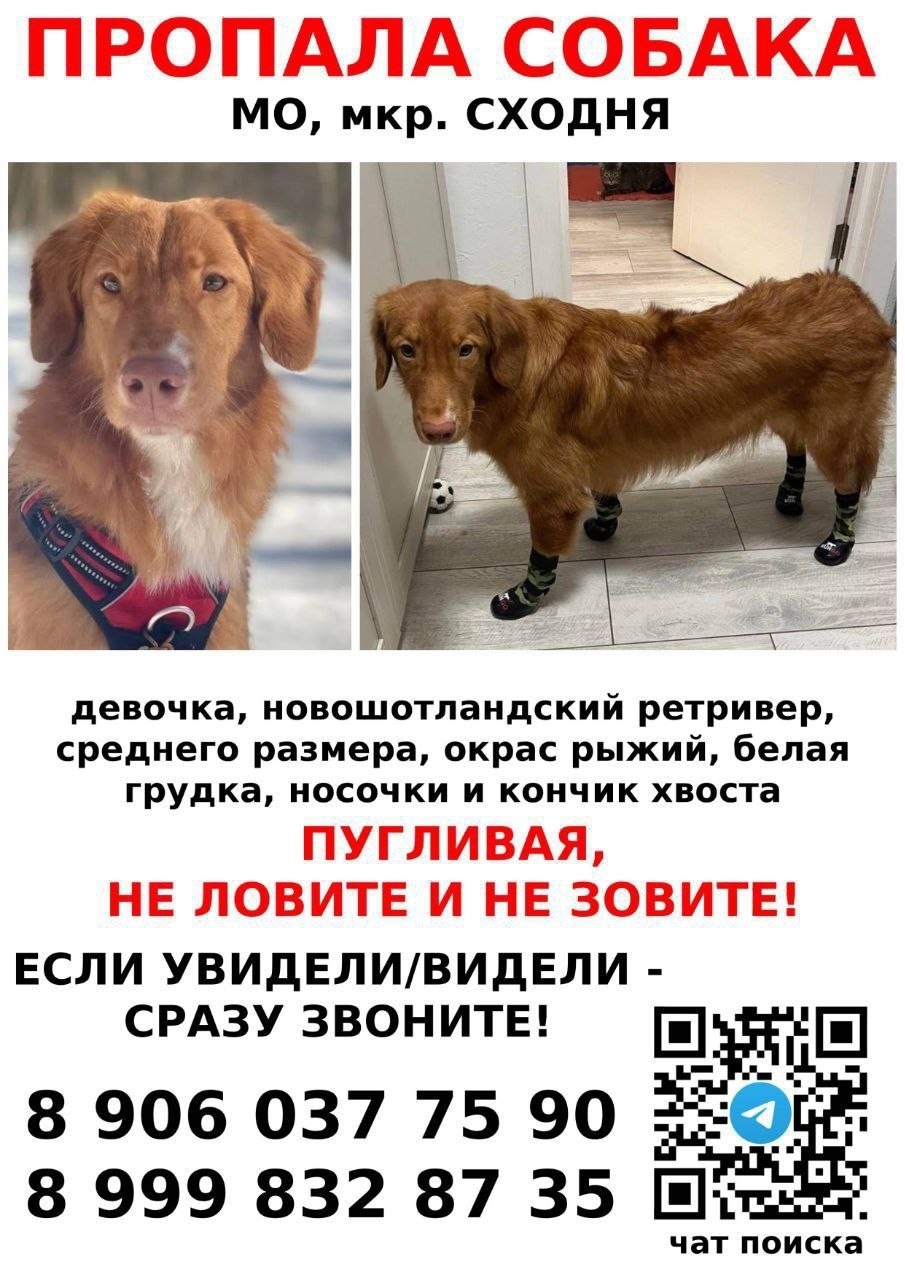 Пропала собака в Долгопрудном — фото объявления
