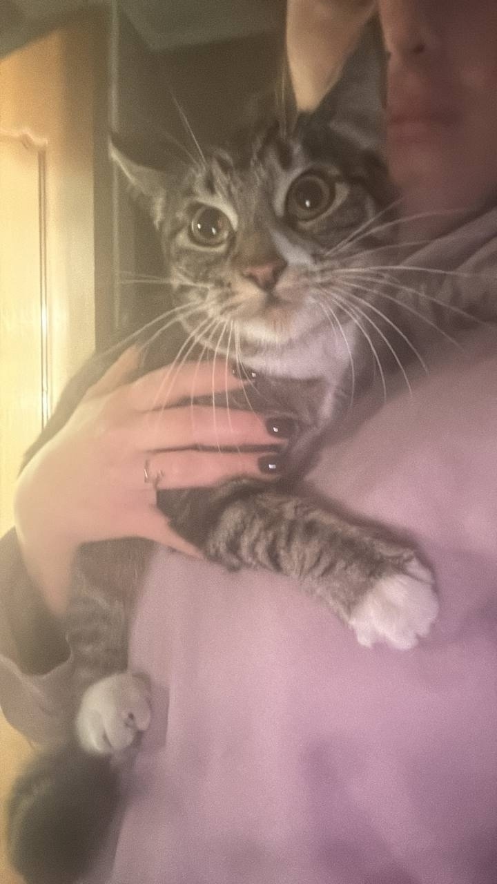 Найдена кошка в Долгопрудном — фото объявления