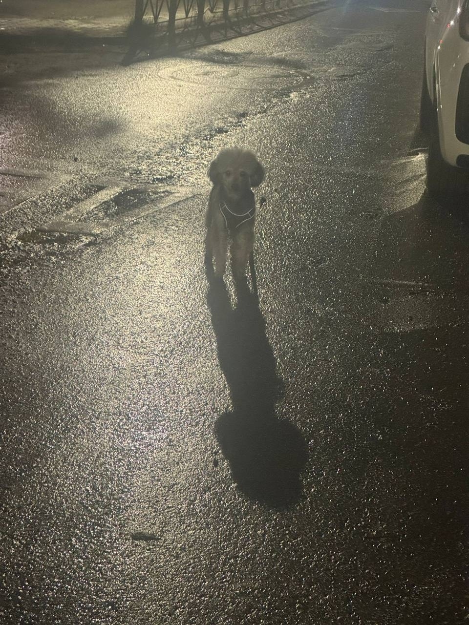 Пропала собака в Долгопрудном — фото объявления