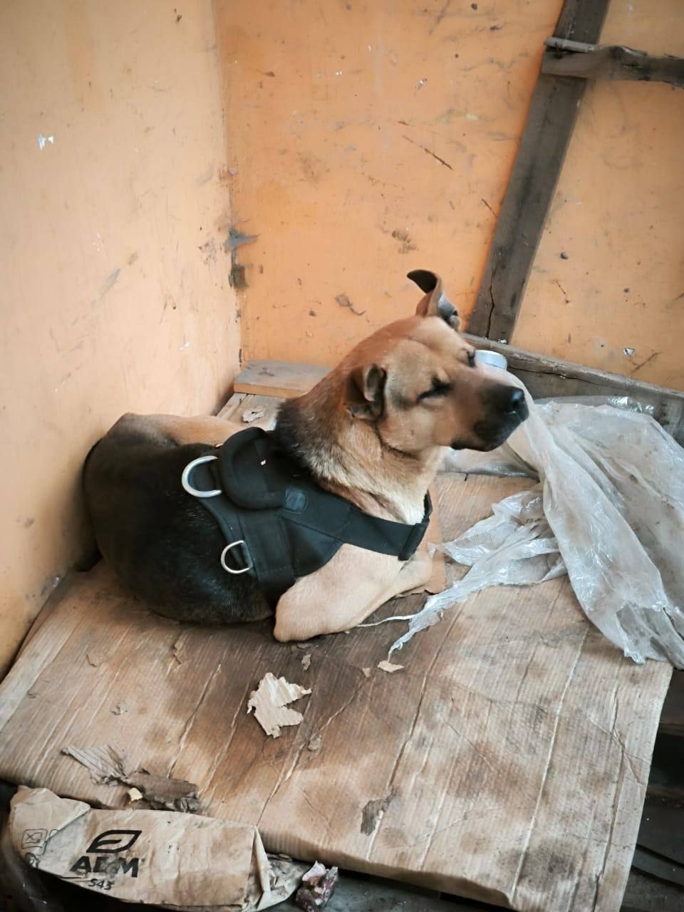 Найдена собака в Долгопрудном — фото объявления