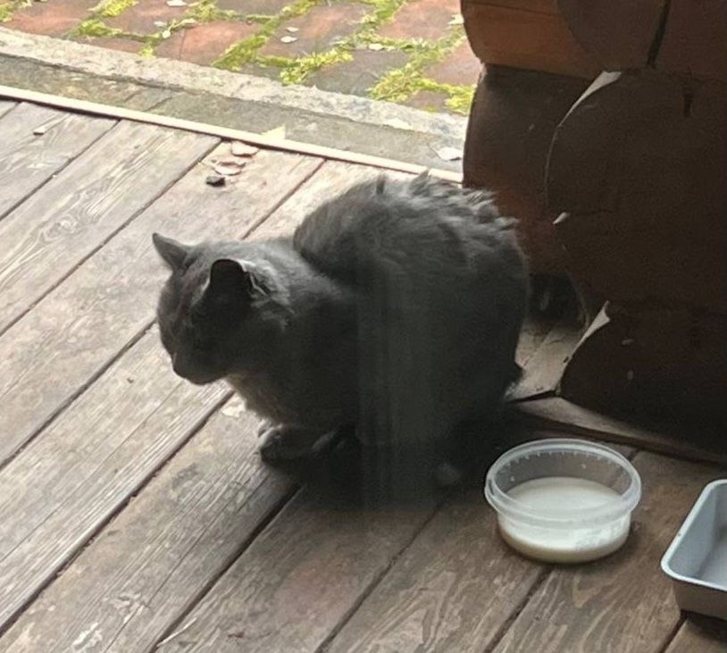Пропала собака в Долгопрудном — фото объявления