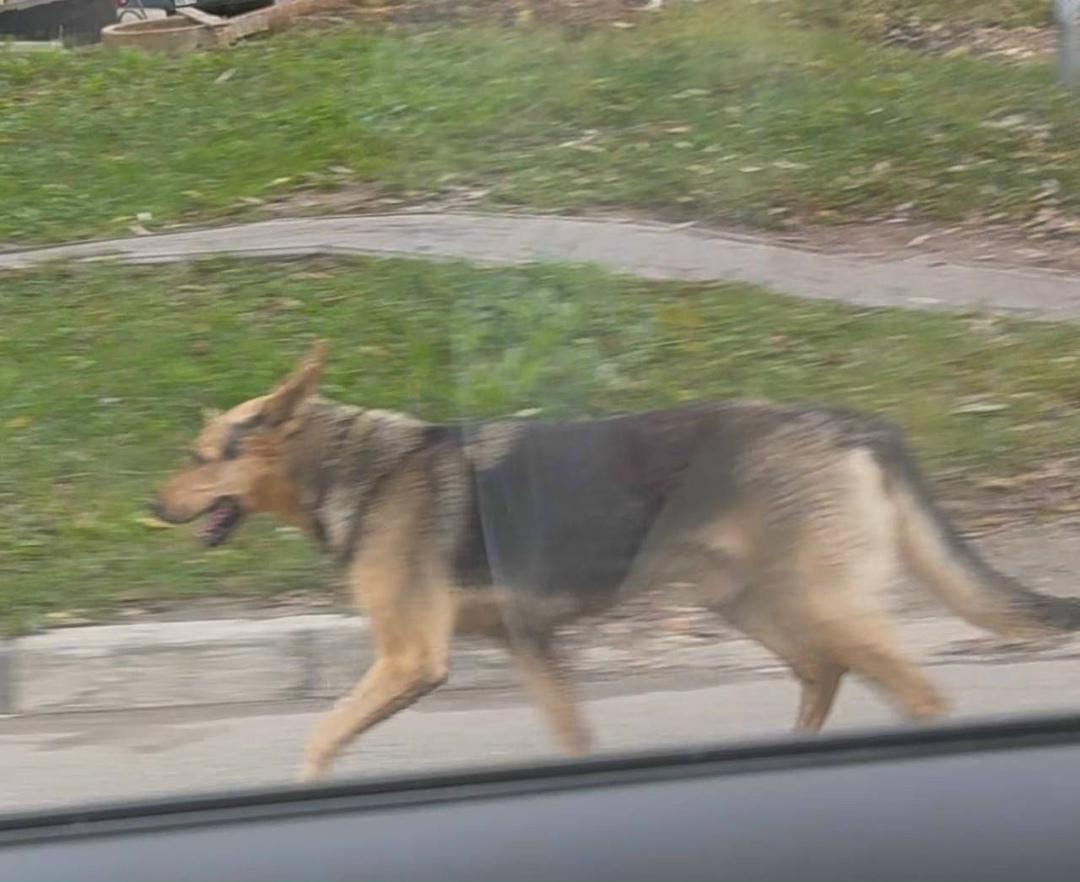 Пропала собака в Долгопрудном — фото объявления