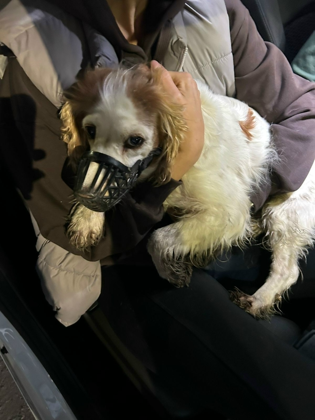 Найдена собака в Долгопрудном — фото объявления