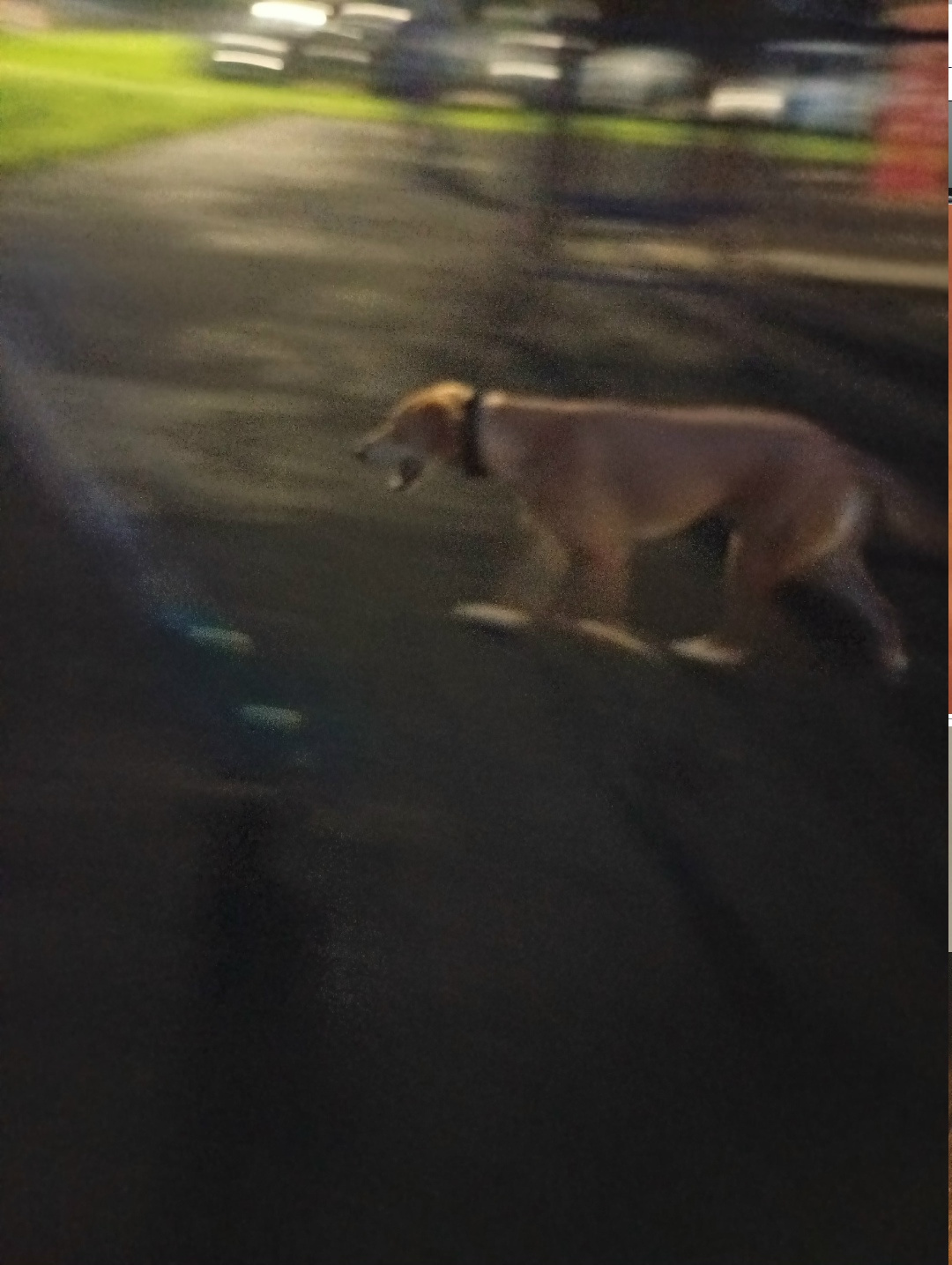 Пропала собака в Долгопрудном — фото объявления