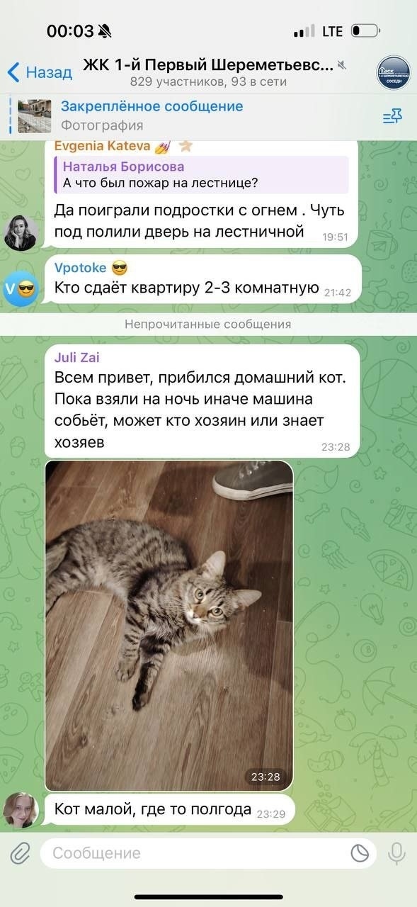 Найдена кошка в Долгопрудном — фото объявления