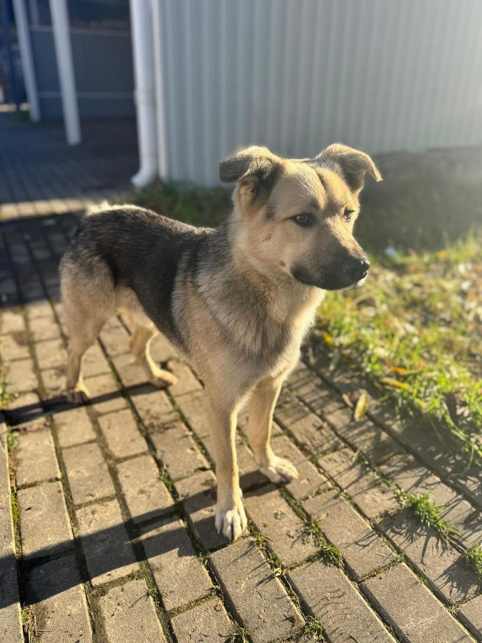 Найдена собака в Долгопрудном — фото объявления