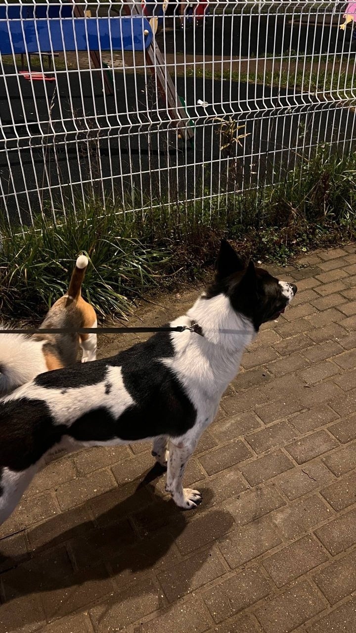 Найдена собака в Долгопрудном — фото объявления