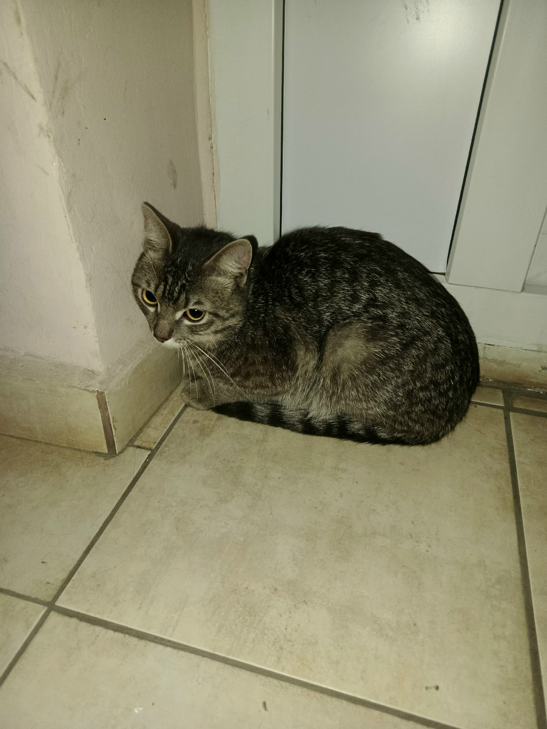 Найдена кошка в Долгопрудном — фото объявления