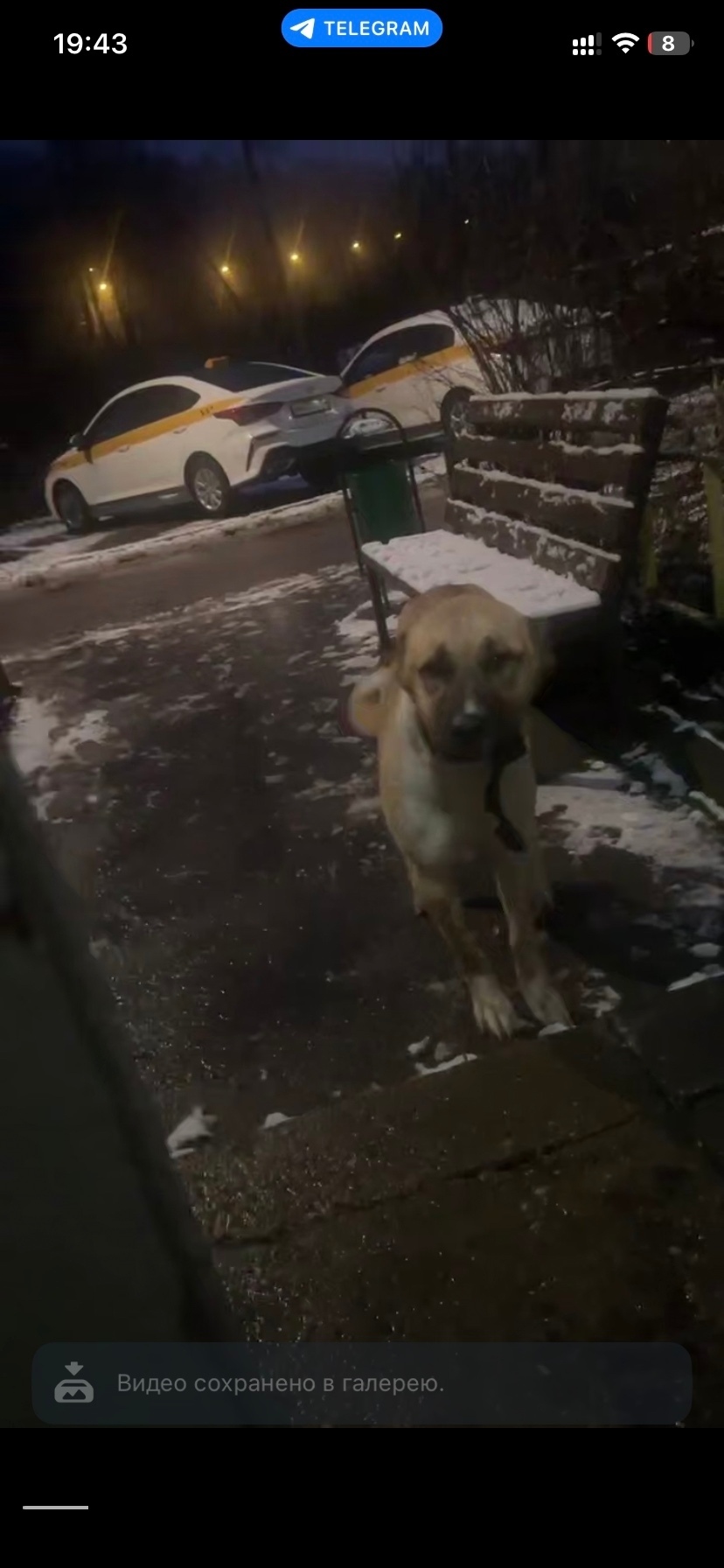 Найдена собака в Долгопрудном — фото объявления