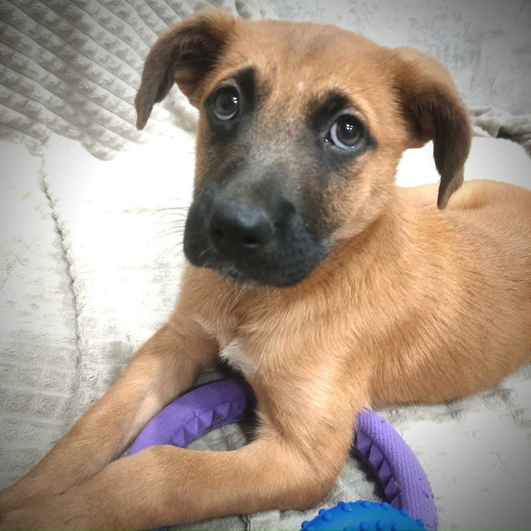 Найдена собака в Долгопрудном — фото объявления