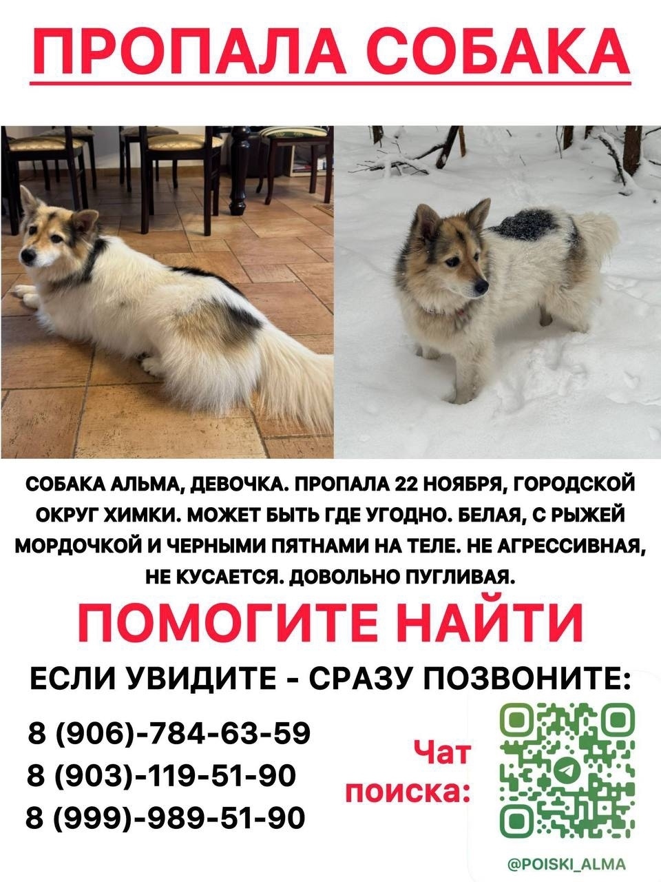 Пропала собака в Долгопрудном — фото объявления