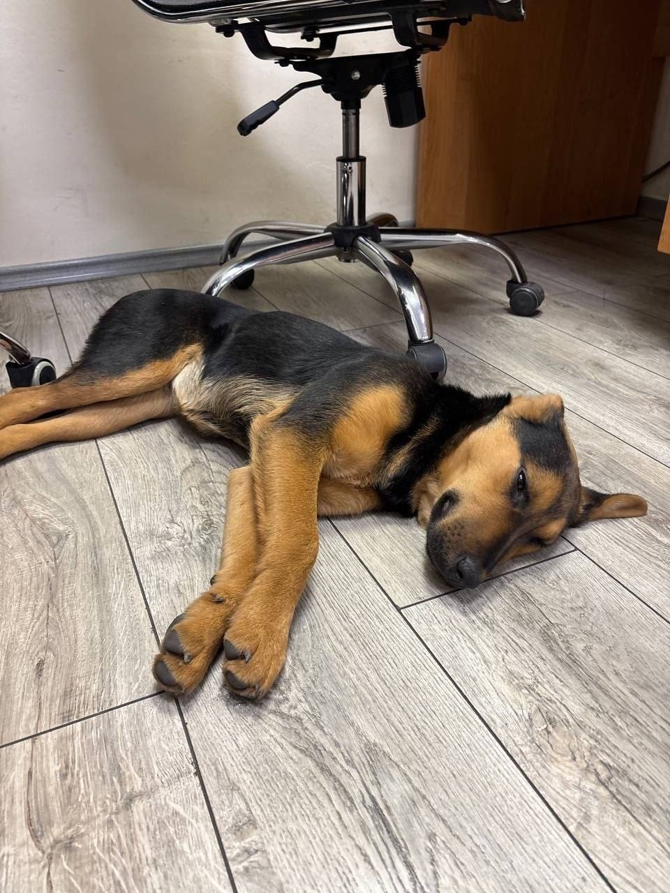 Найдена собака в Долгопрудном — фото объявления