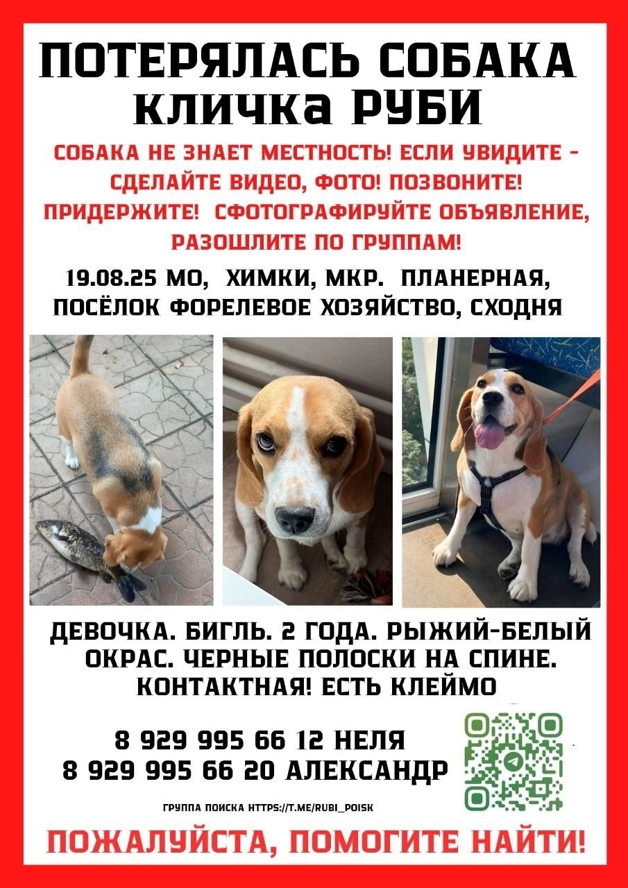 Пропала собака в Долгопрудном — фото объявления