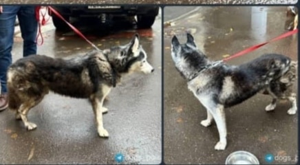 Найдена собака в Реутове — фото объявления