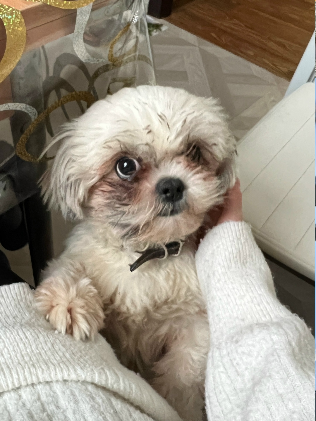 Пропала собака в Реутове — фото объявления