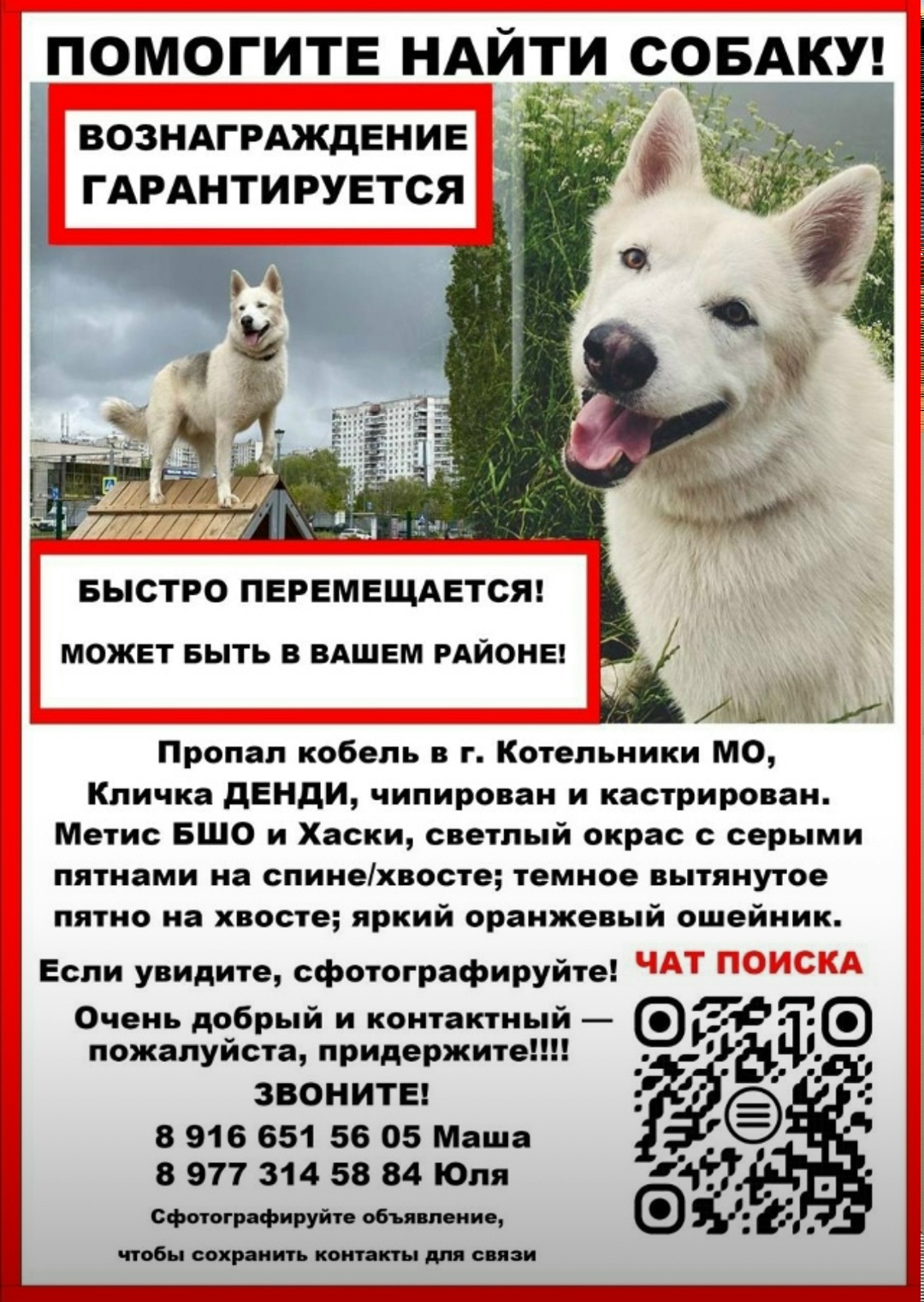 Пропала собака в Реутове — фото объявления