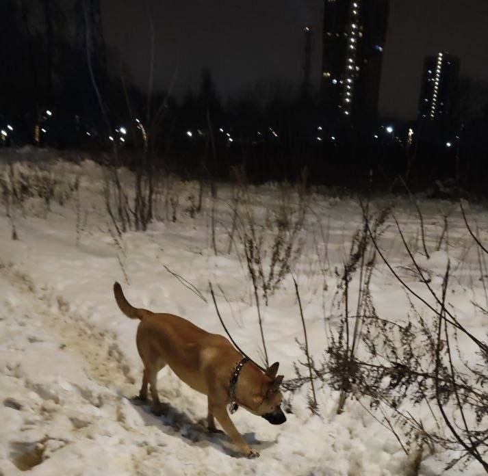 Найдена собака в Реутове — фото объявления