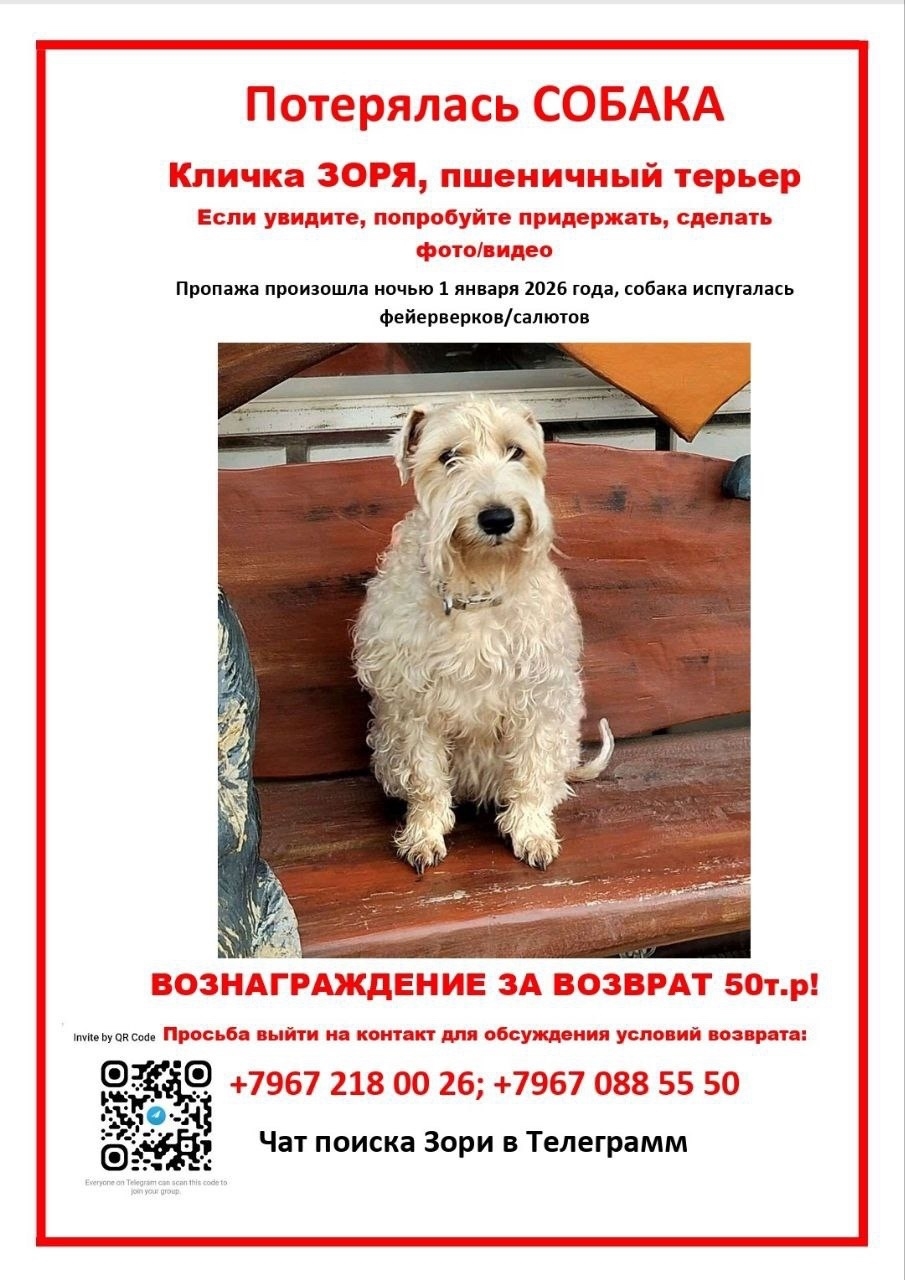 Пропала собака в Реутове — фото объявления