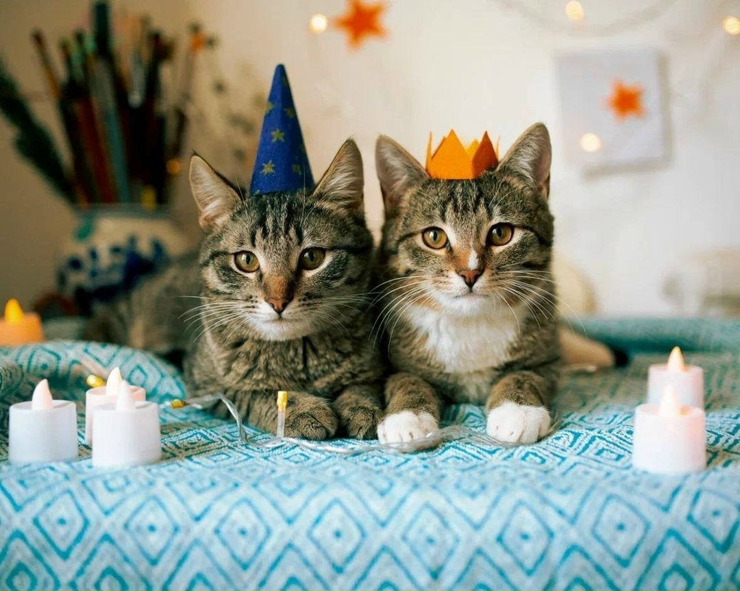 Найдена кошка в Реутове — фото объявления