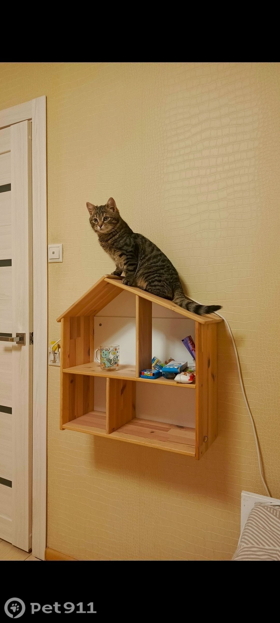 Пропала кошка в Реутове — фото объявления