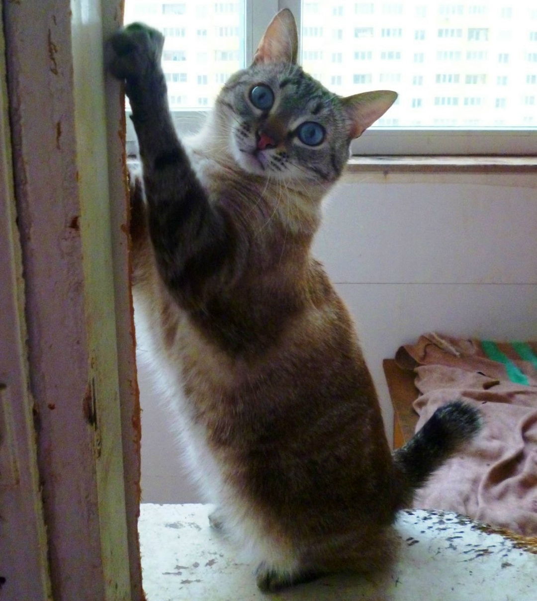 Пропала кошка в Реутове — фото объявления