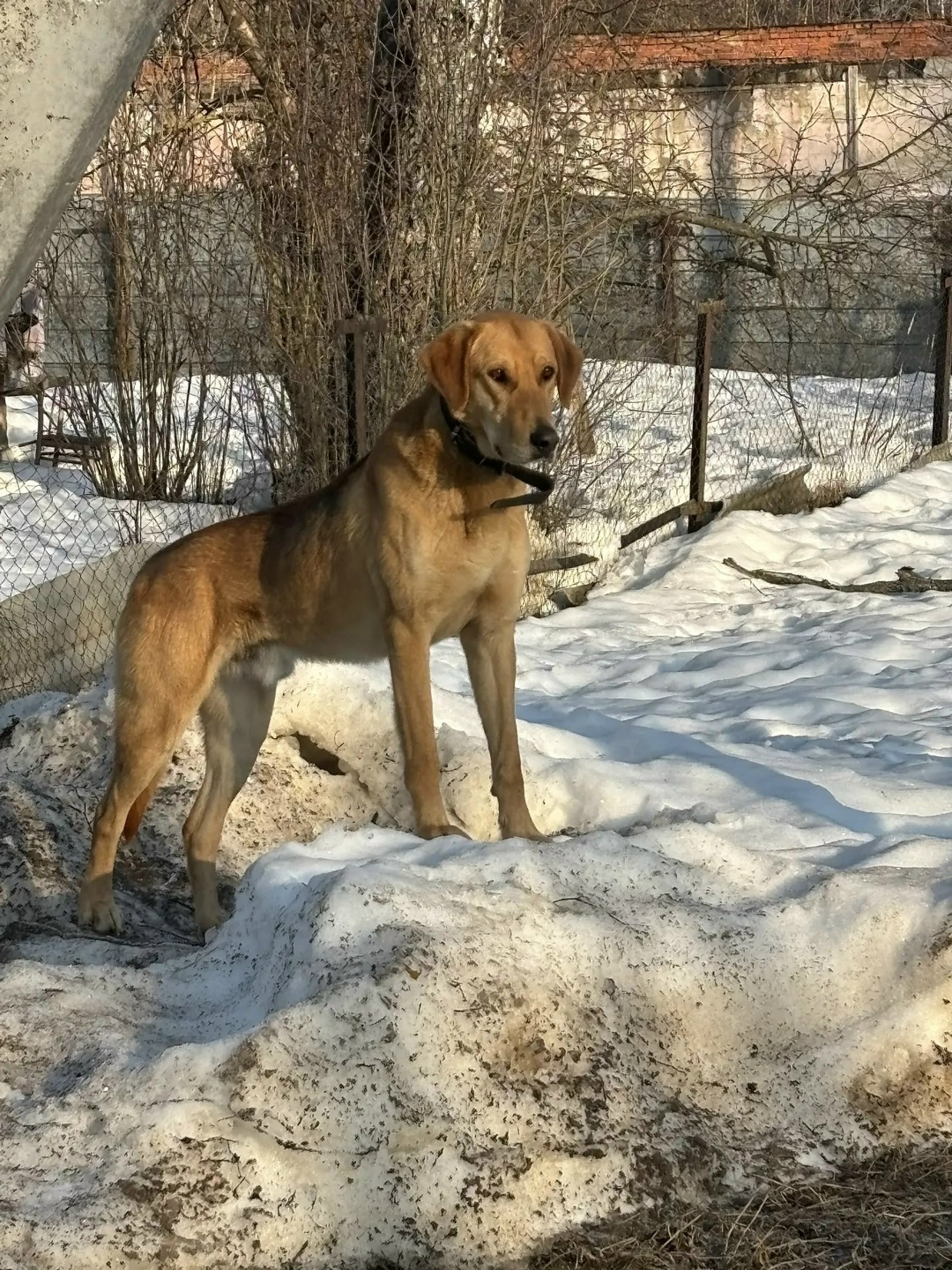 Найдена собака в Реутове — фото объявления