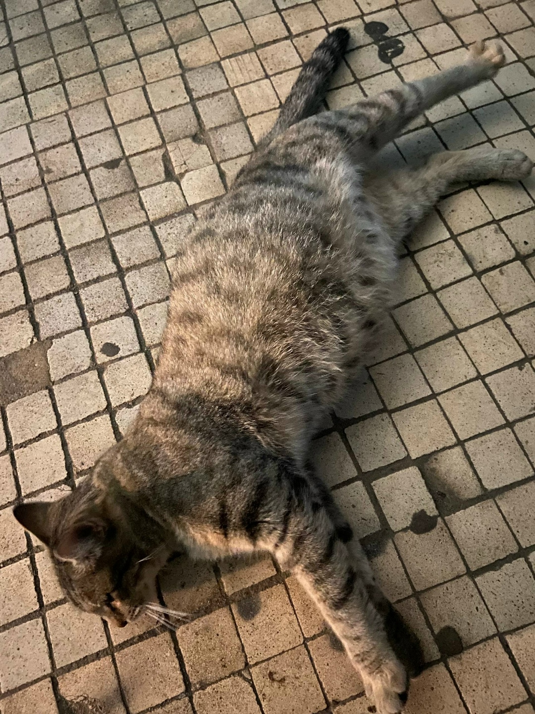 Найдена кошка в Реутове — фото объявления