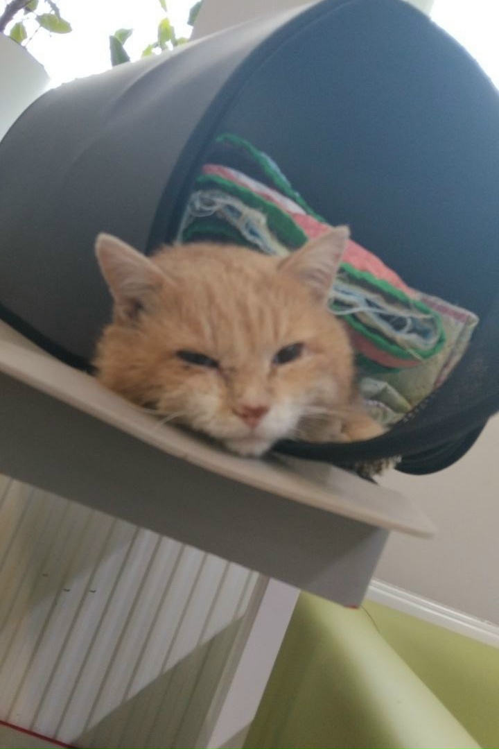 Найдена собака в Реутове — фото объявления