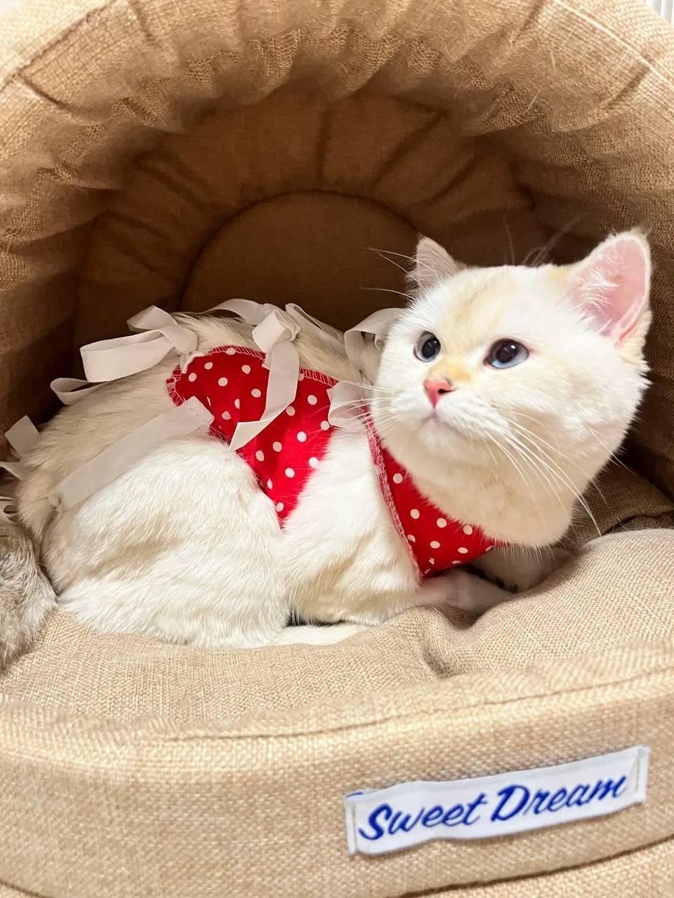 Найдена собака в Реутове — фото объявления