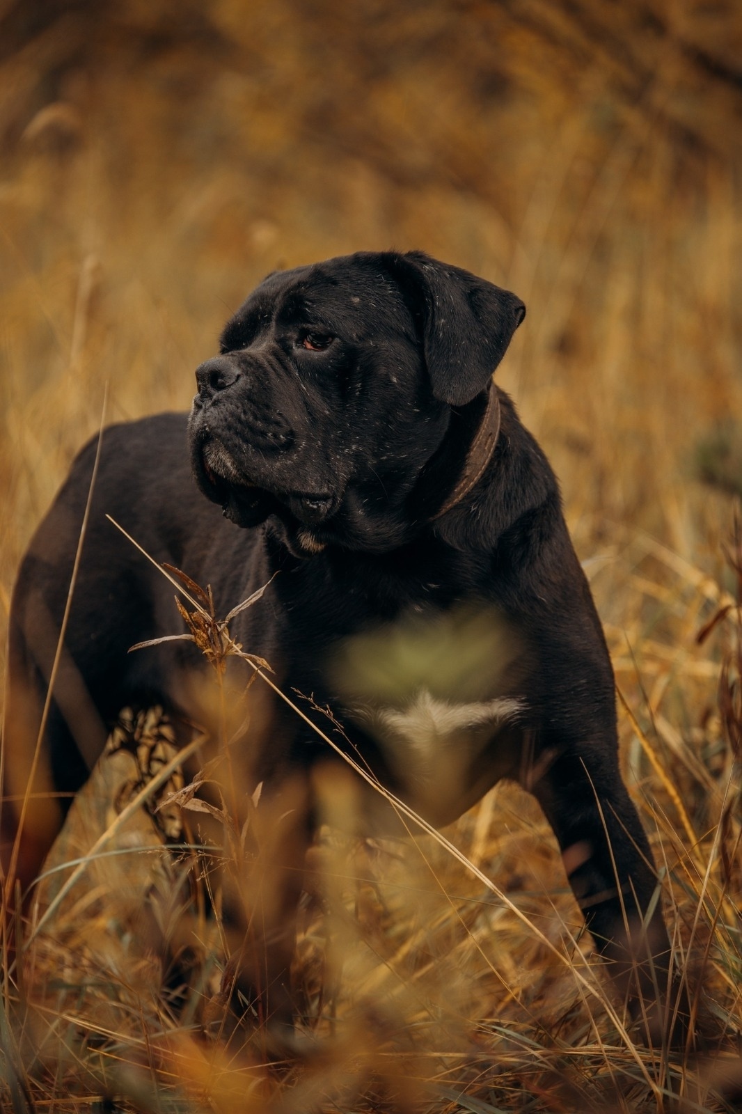 Найдена собака в Реутове — фото объявления
