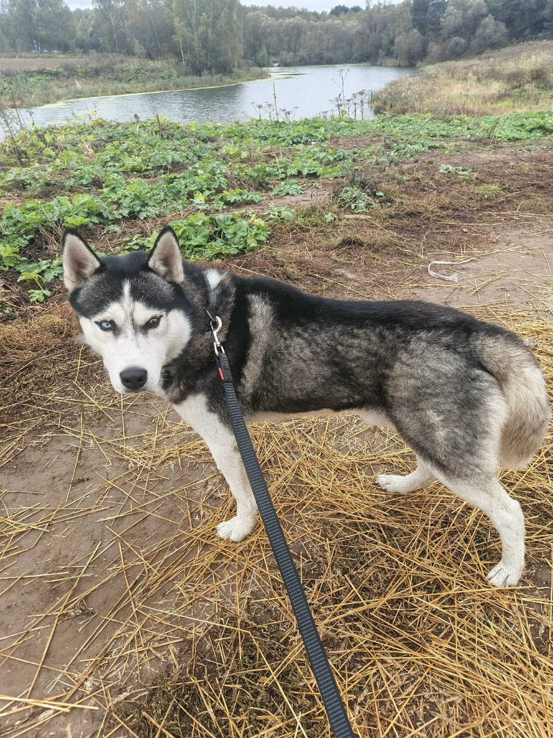Найдена собака в Жуковском — фото объявления