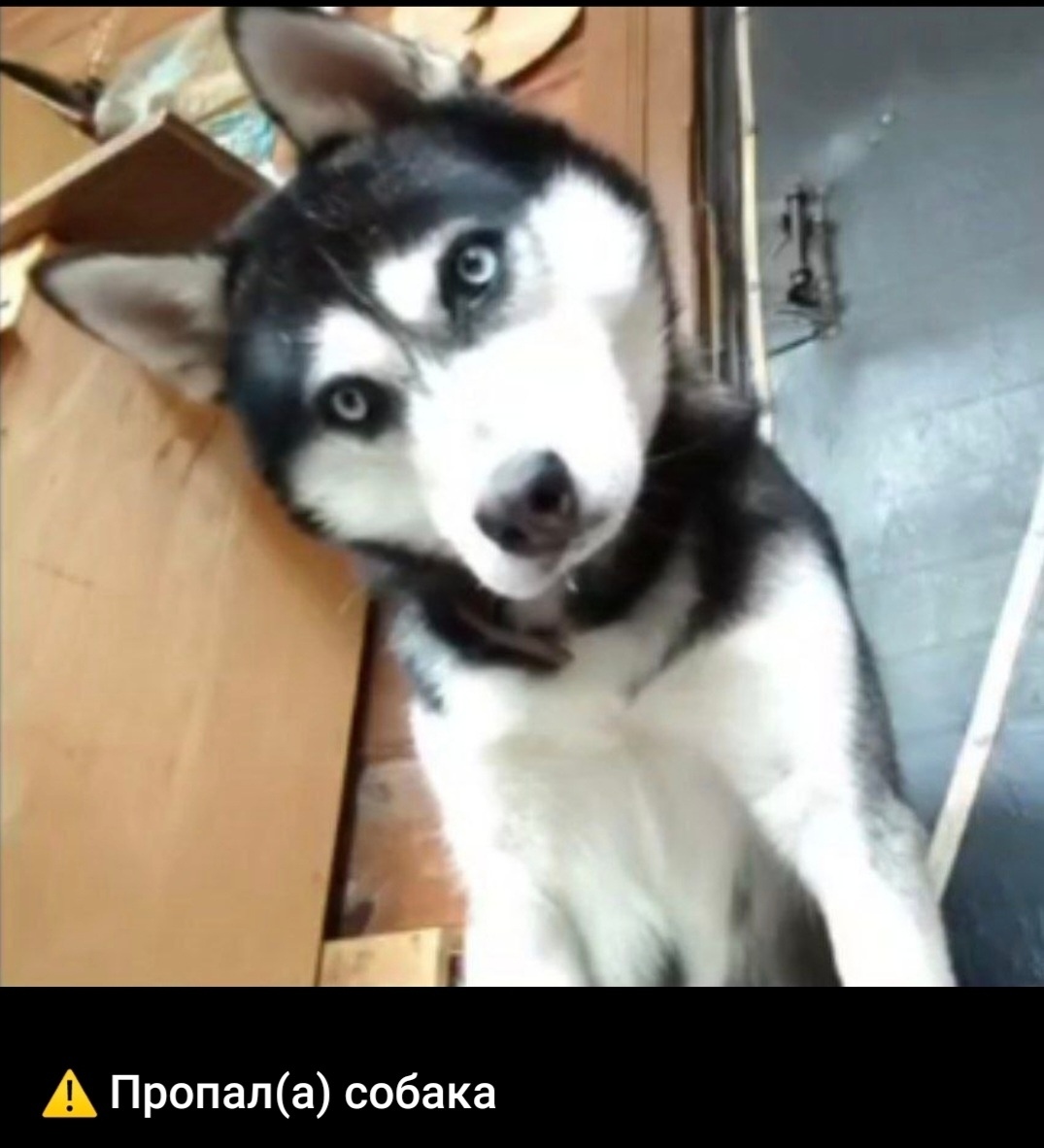 Пропала собака в Жуковском — фото объявления