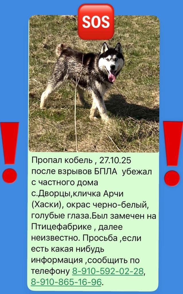 Пропала собака в Жуковском — фото объявления