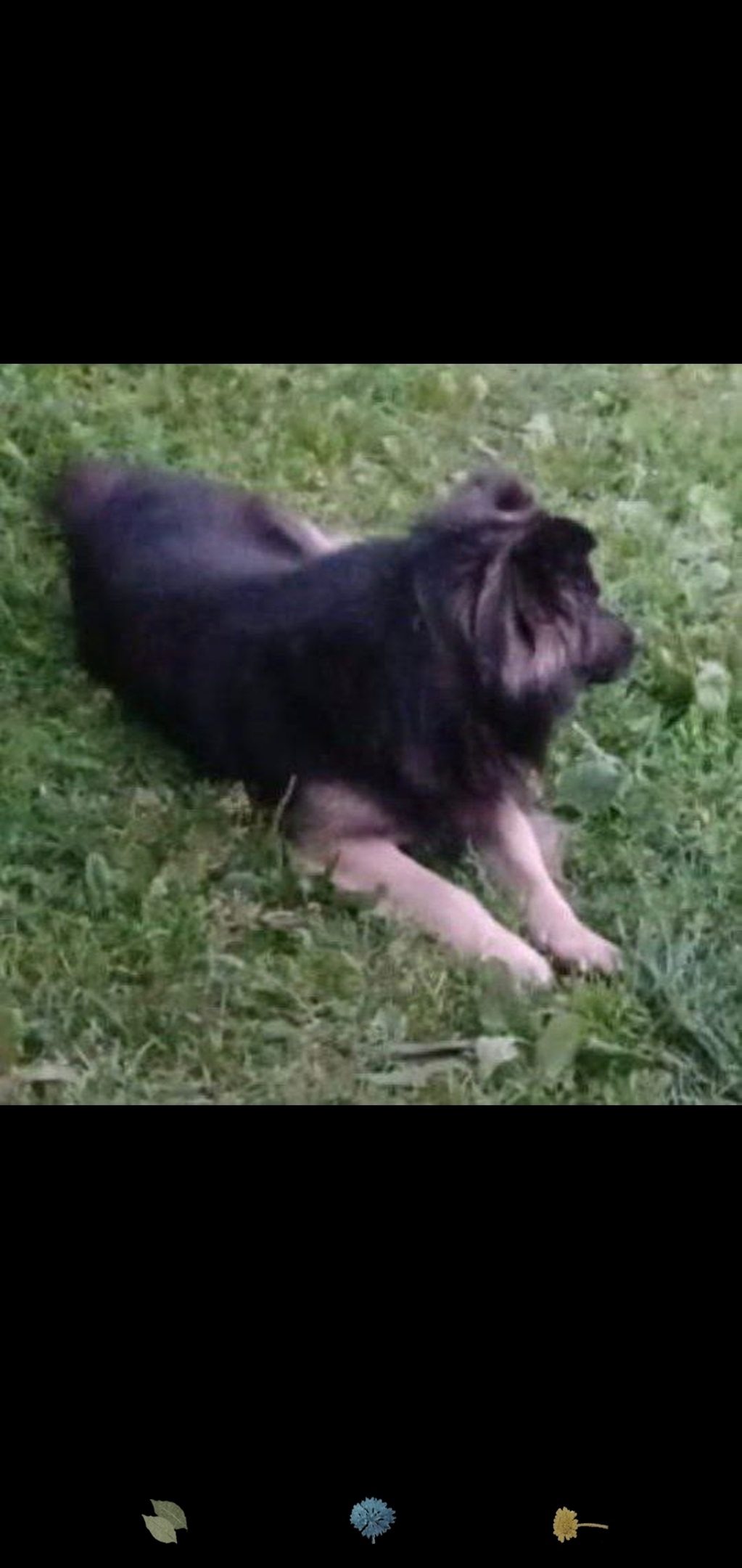 Пропала собака в Жуковском — фото объявления