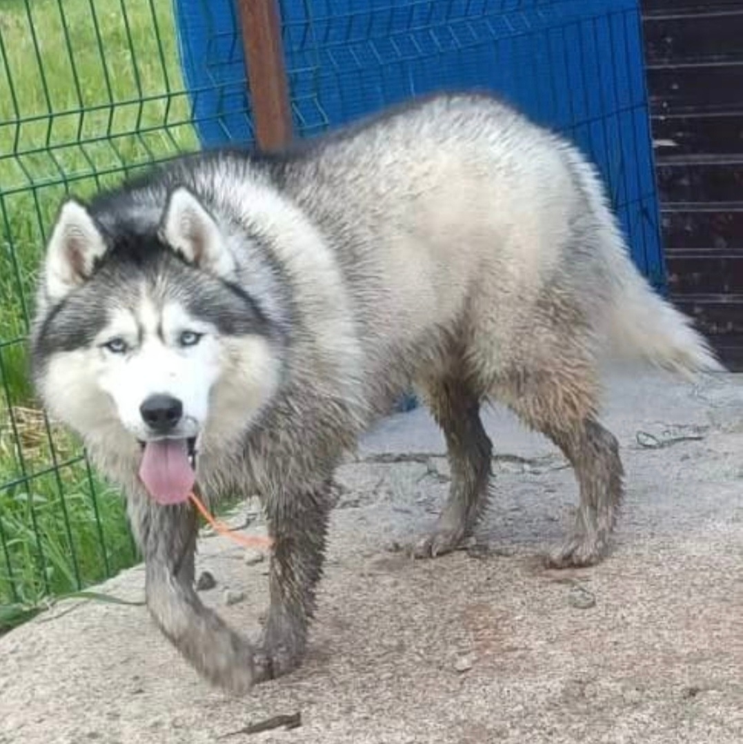 Найдена собака в Жуковском — фото объявления