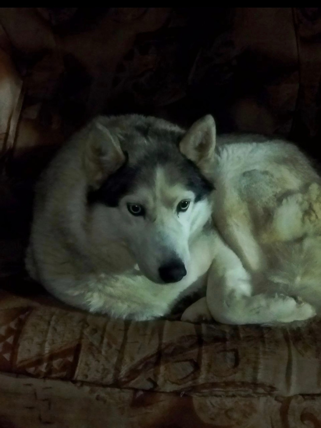 Найдена собака в Жуковском — фото объявления