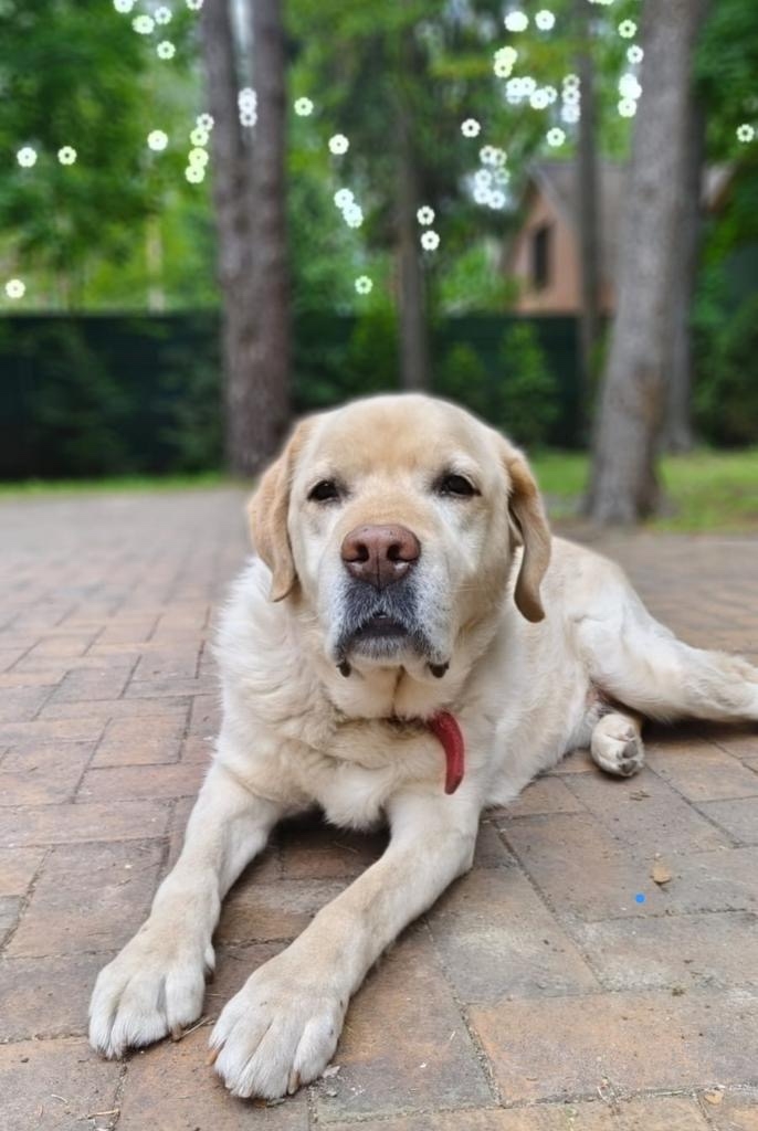 Пропала собака в Жуковском — фото объявления