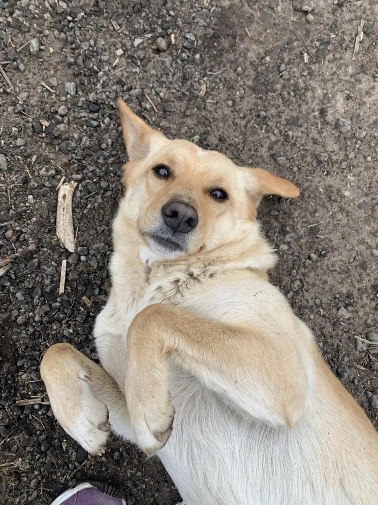Пропала собака в Жуковском — фото объявления