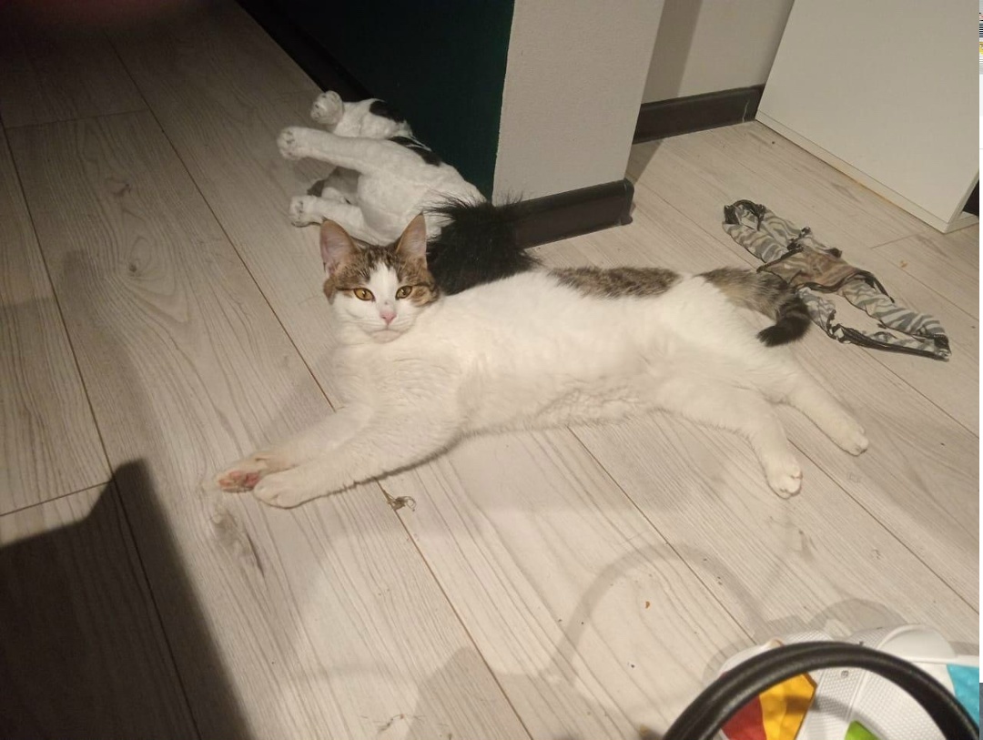 Пропала кошка в Жуковском — фото объявления