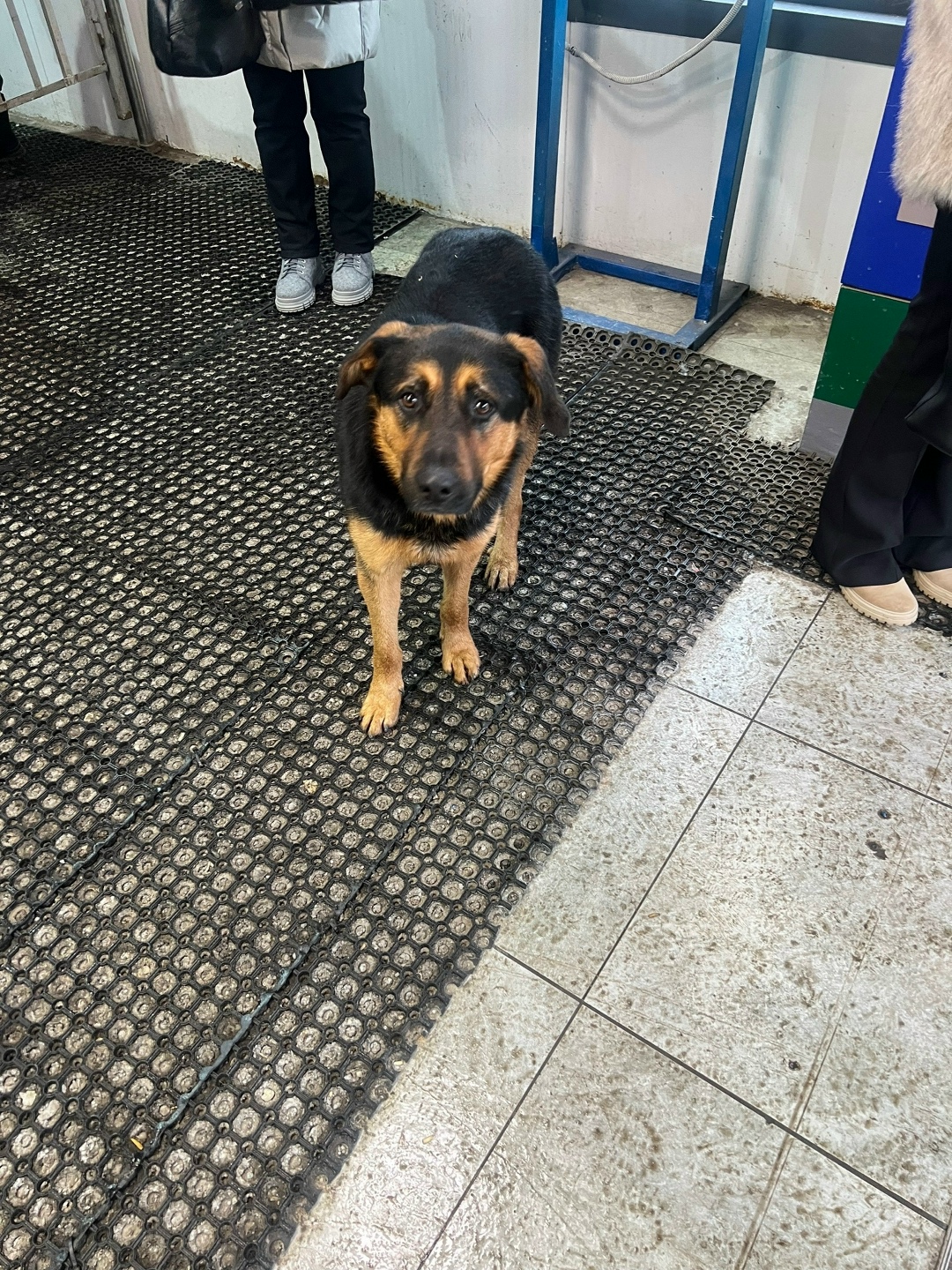 Пропала собака в Жуковском — фото объявления