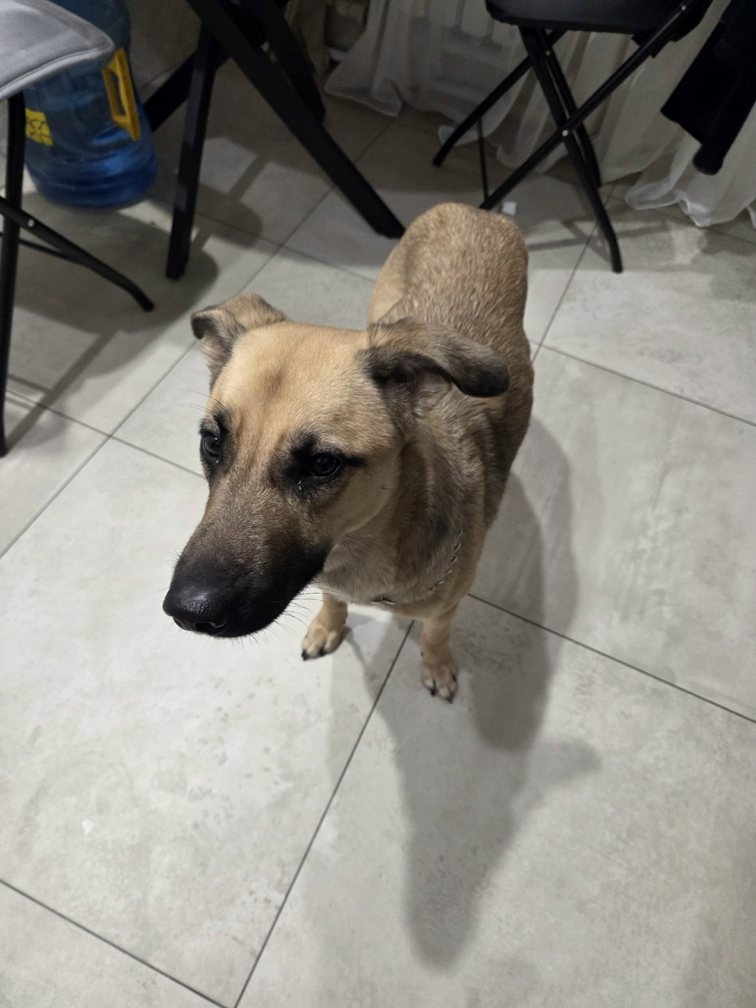 Найдена собака в Жуковском — фото объявления