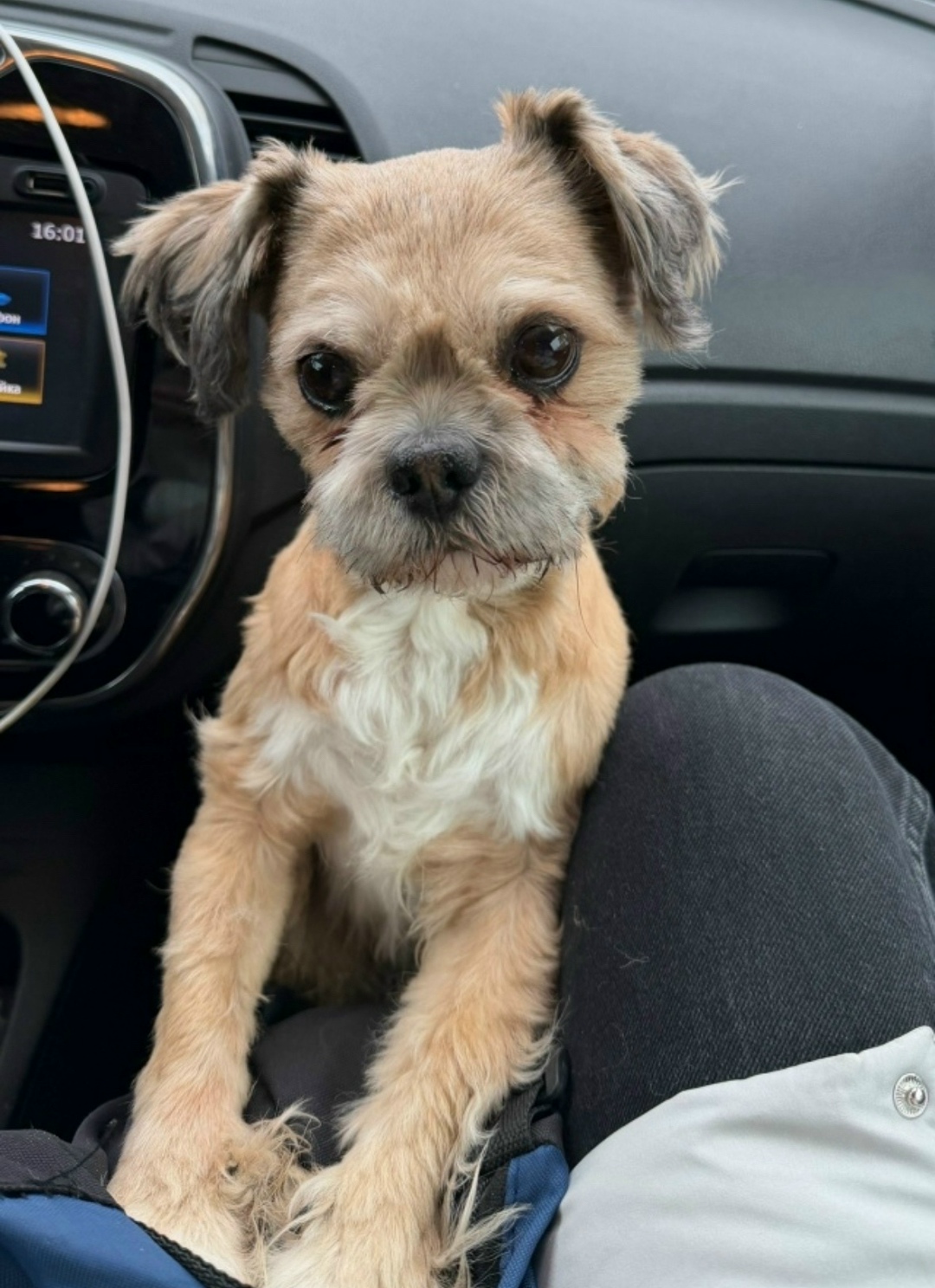 Найдена собака в Жуковском — фото объявления