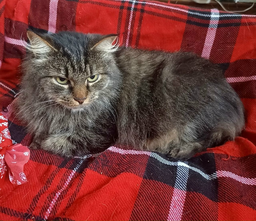 Найдена кошка в Жуковском — фото объявления