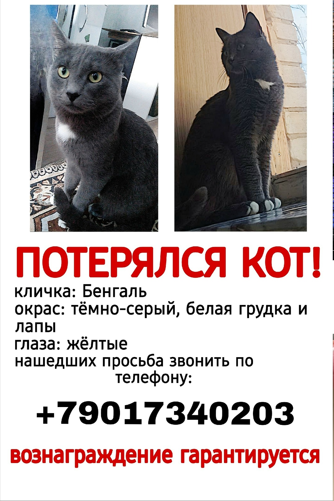 Пропала кошка в Жуковском — фото объявления