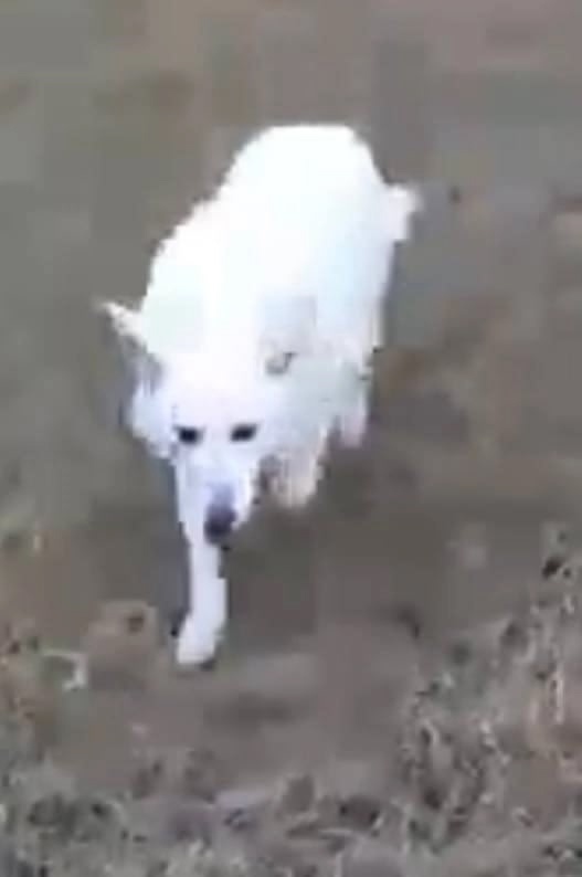 Пропала собака в Жуковском — фото объявления