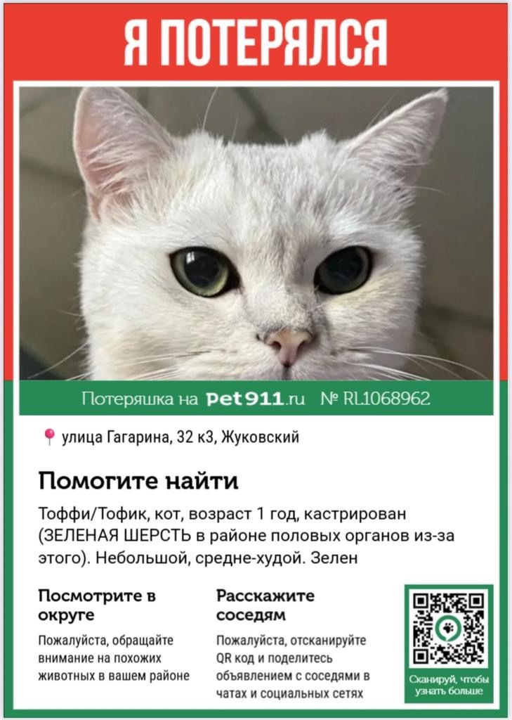 Пропала кошка в Жуковском — фото объявления