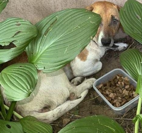 Найдена собака в Жуковском — фото объявления